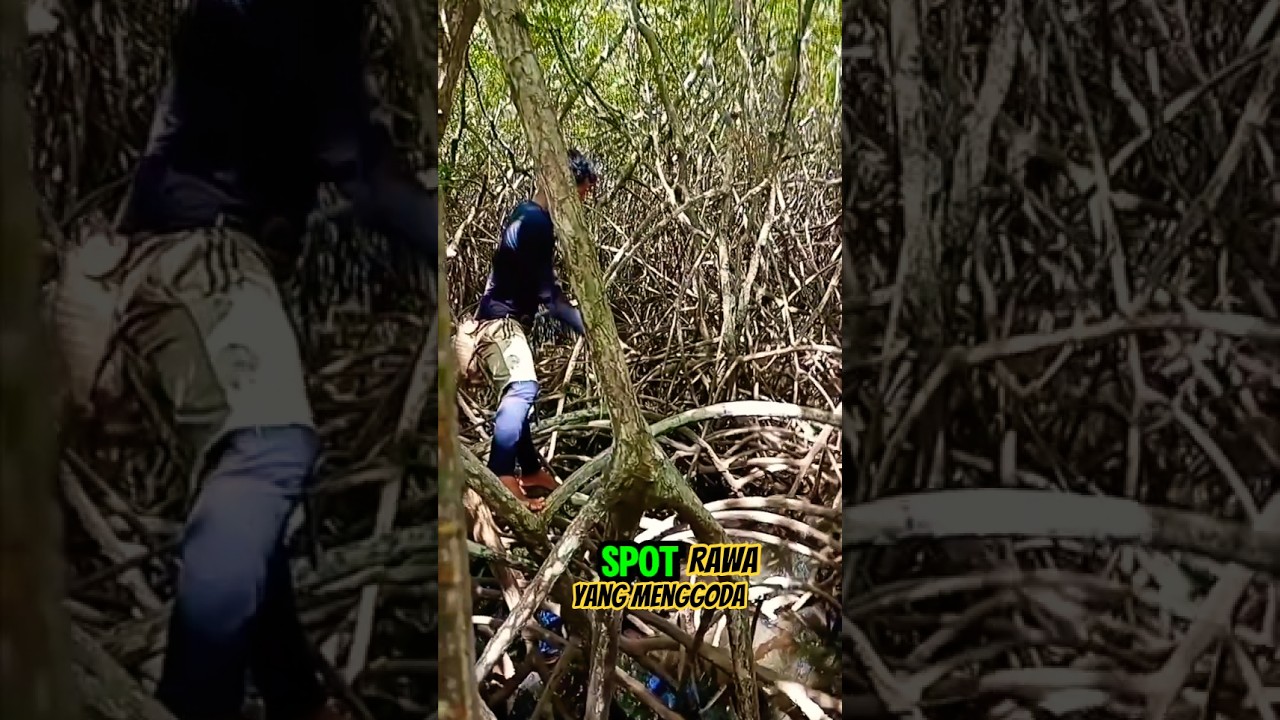 Mencoba memancing ikan di hutan bakau. lihat hasilnya apa? #bakau #memancing