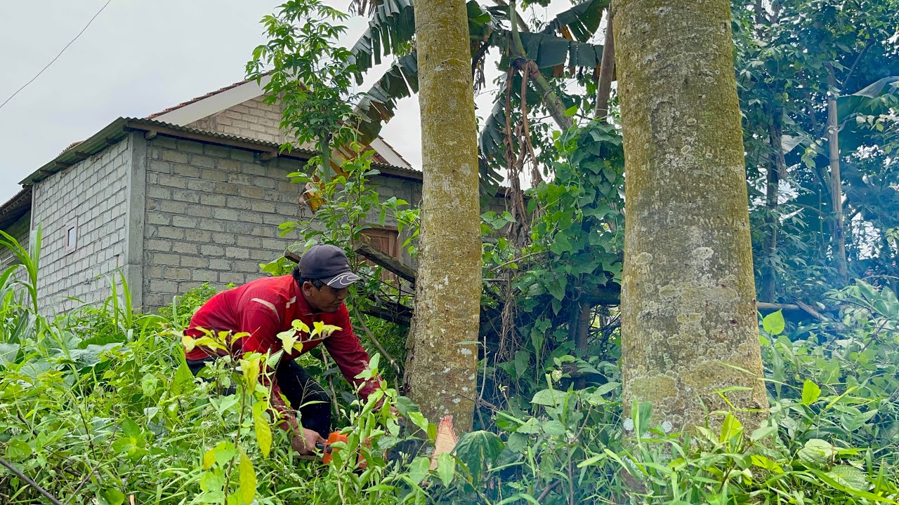 Rare Moment..! Felling 2 Wadang Trees at the Same Time Behind the House