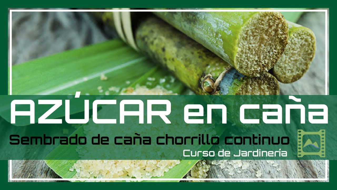 🍭 Cómo SEMBRAR 🌱 CAÑA de AZÚCAR 😋 🌱 [Capítulo 53] Curso básico de Jardinería 2021 | LdN