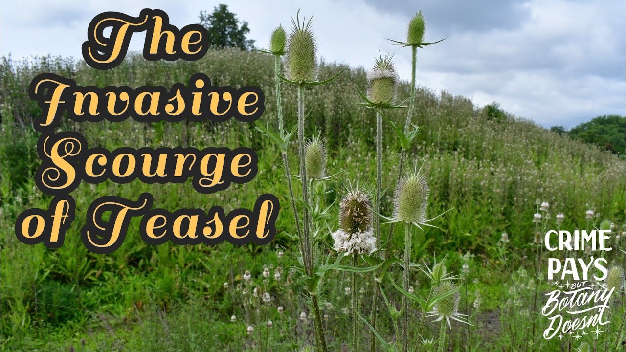 The Invasive Scourge of Teasel