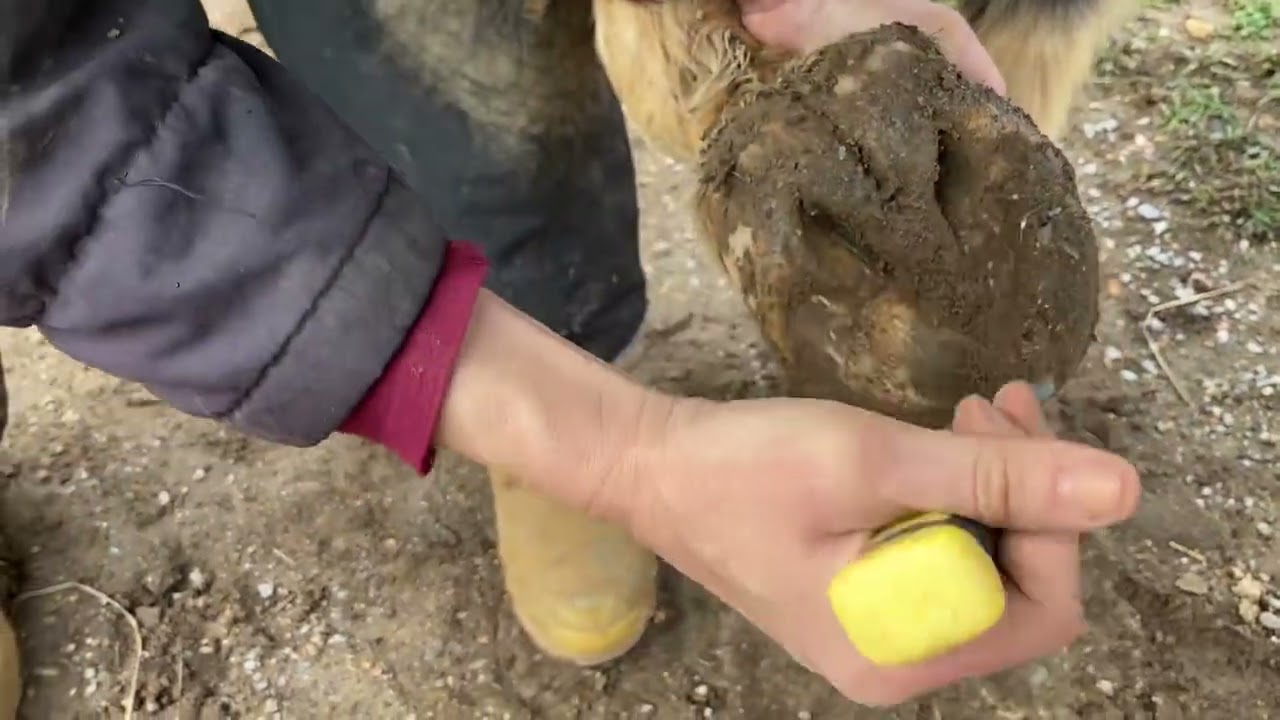 Easy and Effective Home Remedies for Treating Thrush in Horses