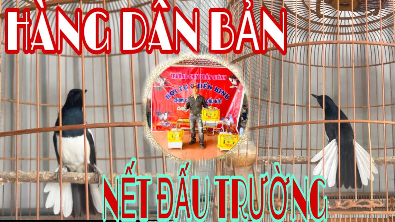 SIÊU PHẨM SINH DA TỪ LÀNG// DÊ CẦU LẮC NGANG // NẾT CHƠI MÃN NhÃN#chimcanhphuonghieu #thinhhanhyoutu