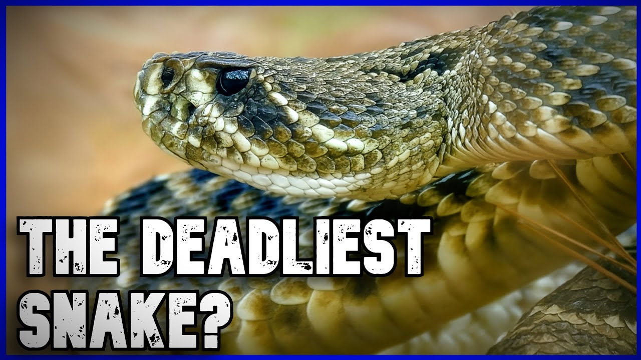The Deadliest Snakes in the US Ranked
