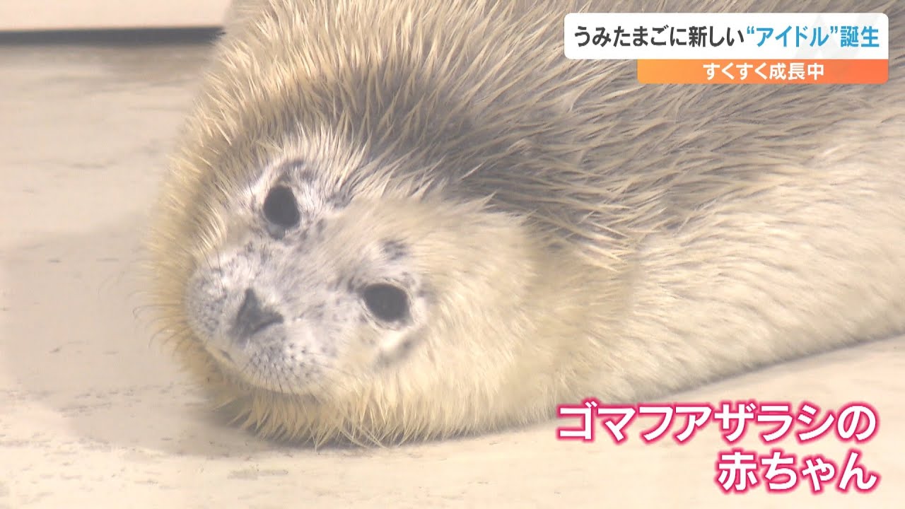 ゴマフアザラシの赤ちゃん誕生　もふもふとした白い毛…早くも人気者に　大分市の水族館うみたまご
