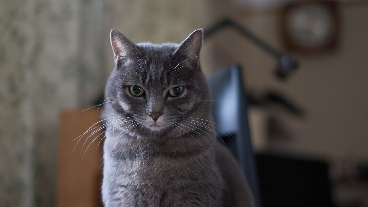 静かで暖かい日常。甘えん坊猫とばーばの暮らし。