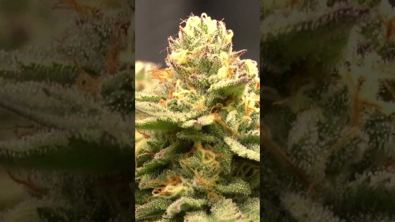 Snippets of a grow - the end ?