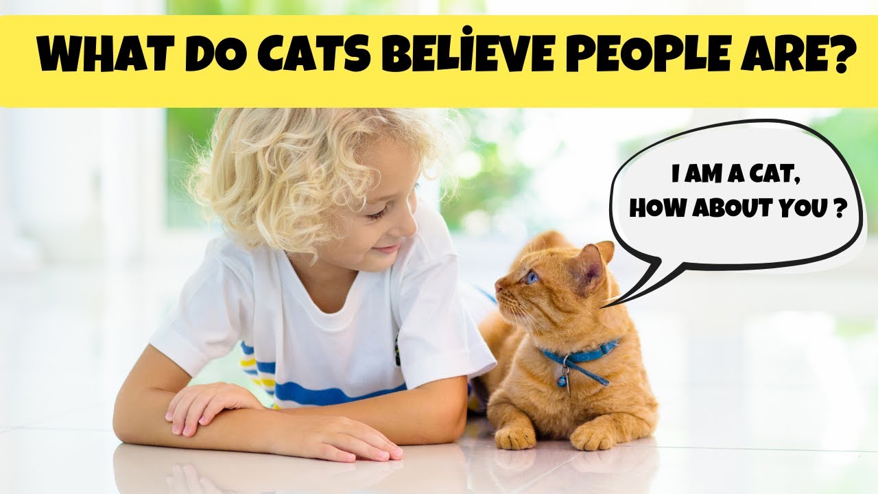 Figuring out the Cat Mind |  What Do Cats Believe People Are? | Cats Knowhow