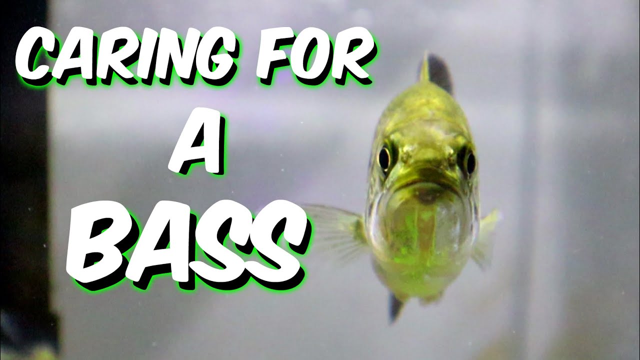 MAINTAINING A baby Largemouth BASS AQUARIUM *Cleaning Routine* | A1A Adventures