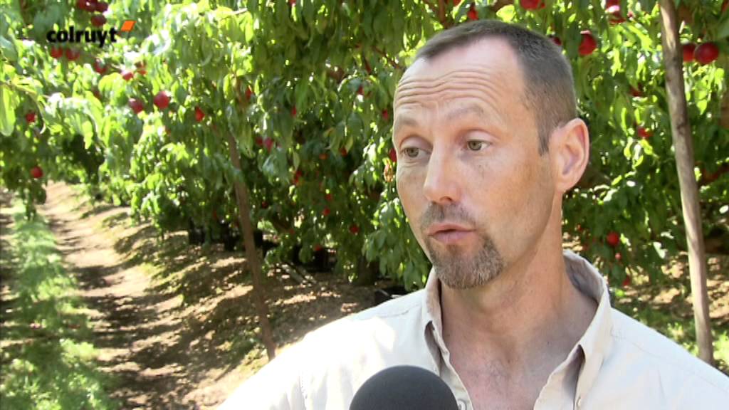 Pêches et nectarines juteuses de France – Colruyt
