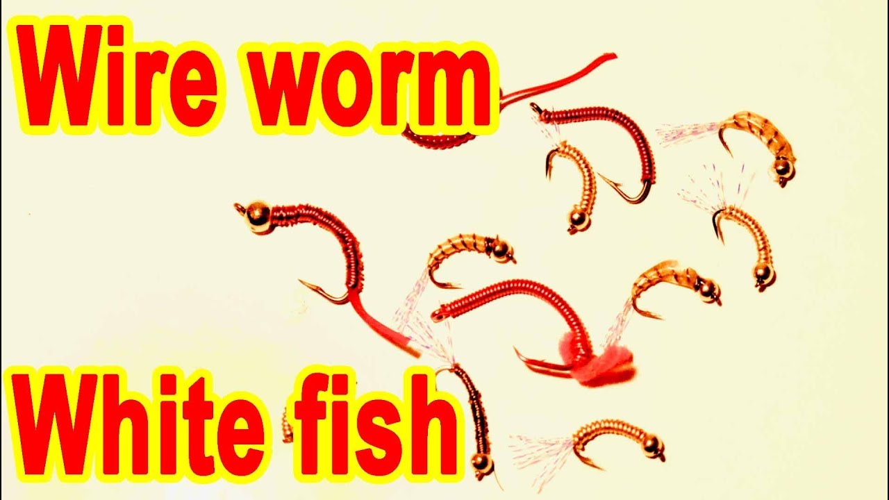 Tying the wireworms for whitefish ice fishing