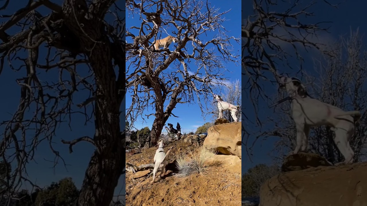 Hunter dogs and lion #animals #lion #dog