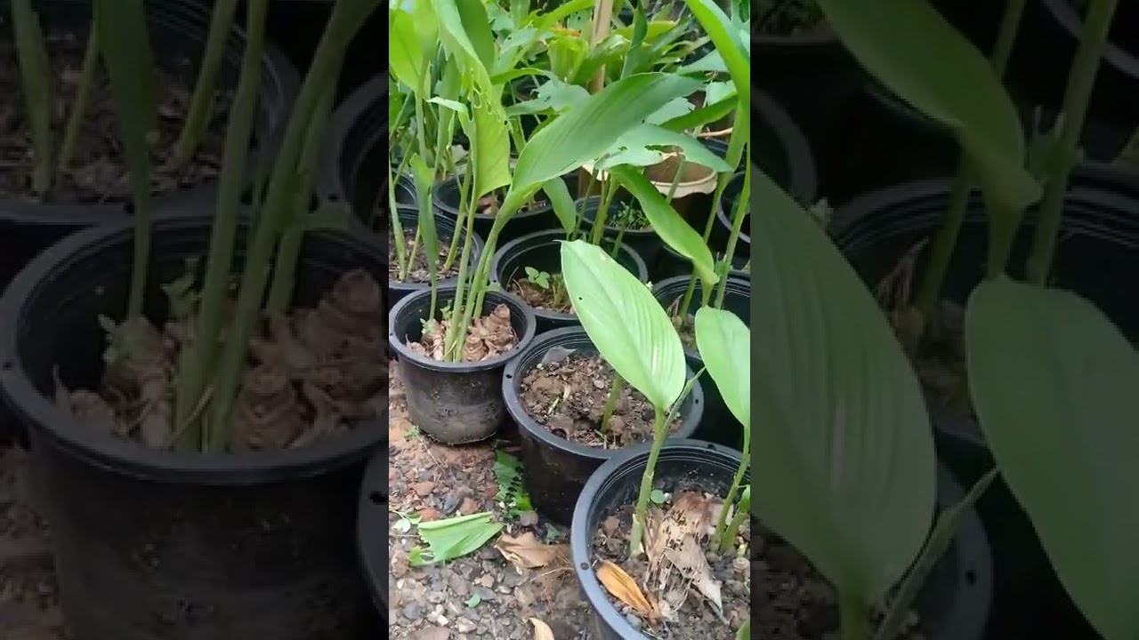 @timsothy6857 ♥️ចែករំលែកអំពីប្រទាល🌿រមៀត ស