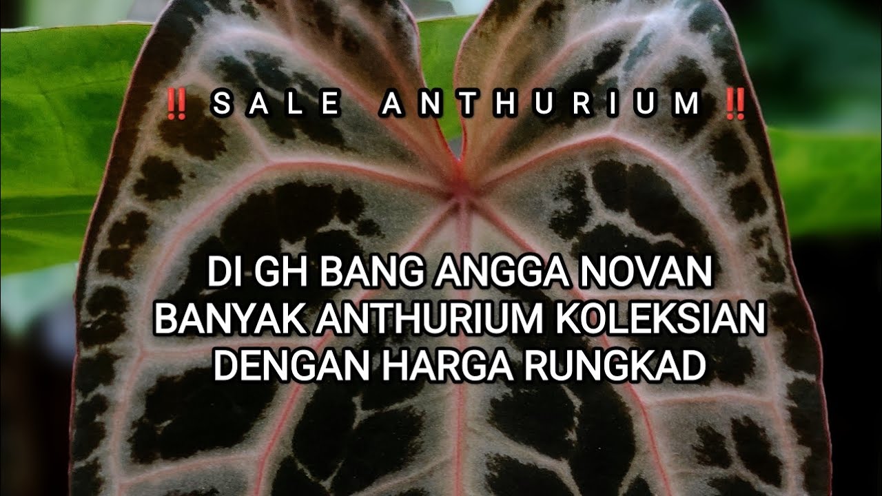 ANTHURIUM KUPING GAJAH KOLEKSIAN HARGA SUPER RUNGKAD🔥🔥🔥