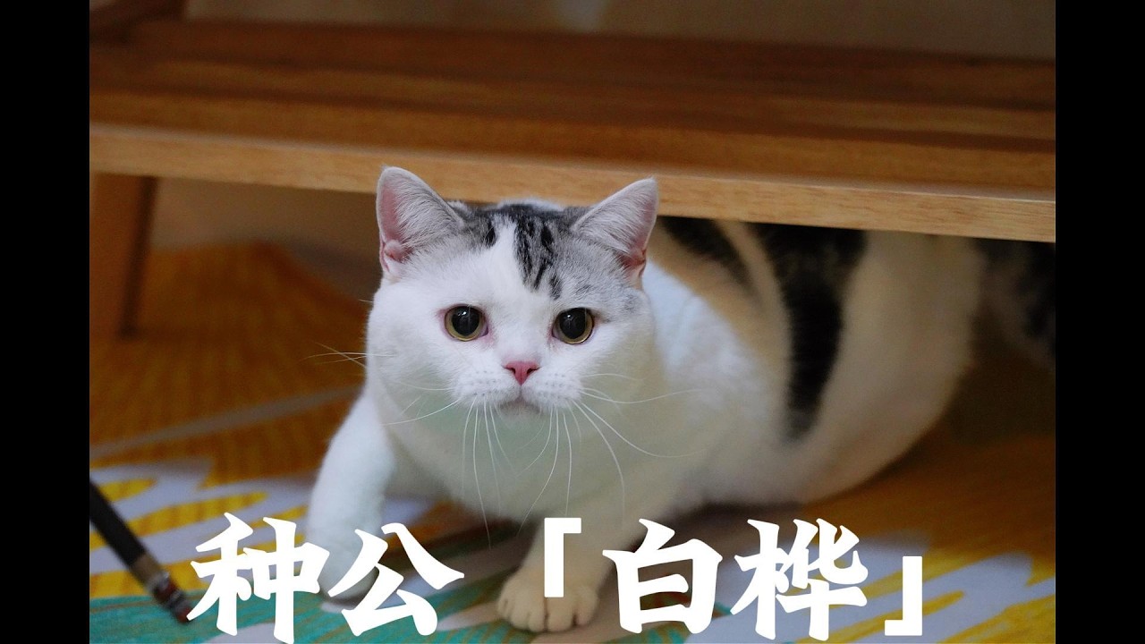 新晋种公【白桦】