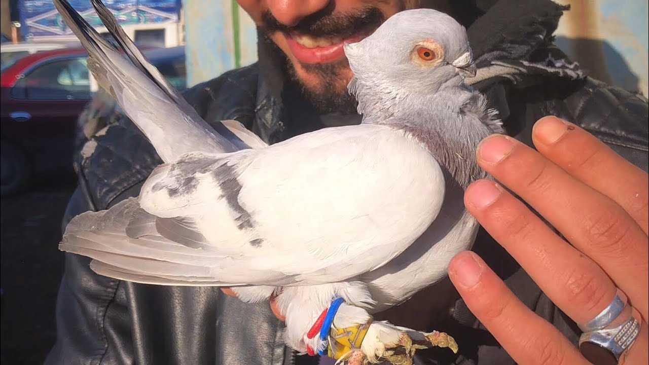 سوق الطيور الحمام والأسعار 💵