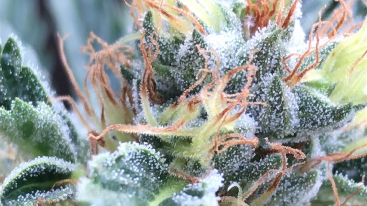 2020 Outdoor Grow bbbiggg spring harvest 4/20