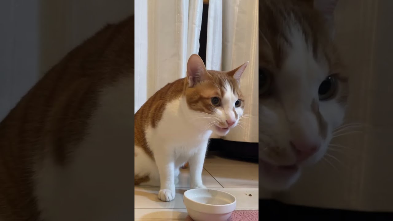 にび猫Live🐾 2026-2-13 ①