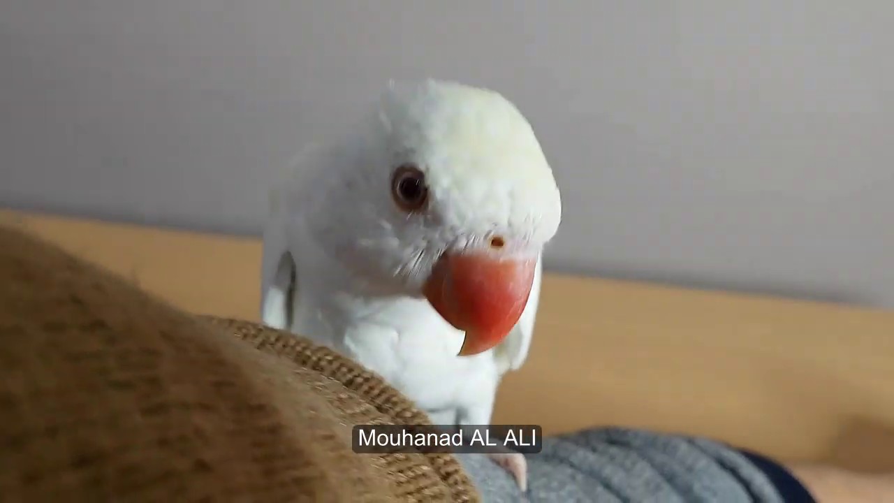 في اي عمر يبدا ببغاء الدرة الكلام وكيف يتم تحفيزه؟