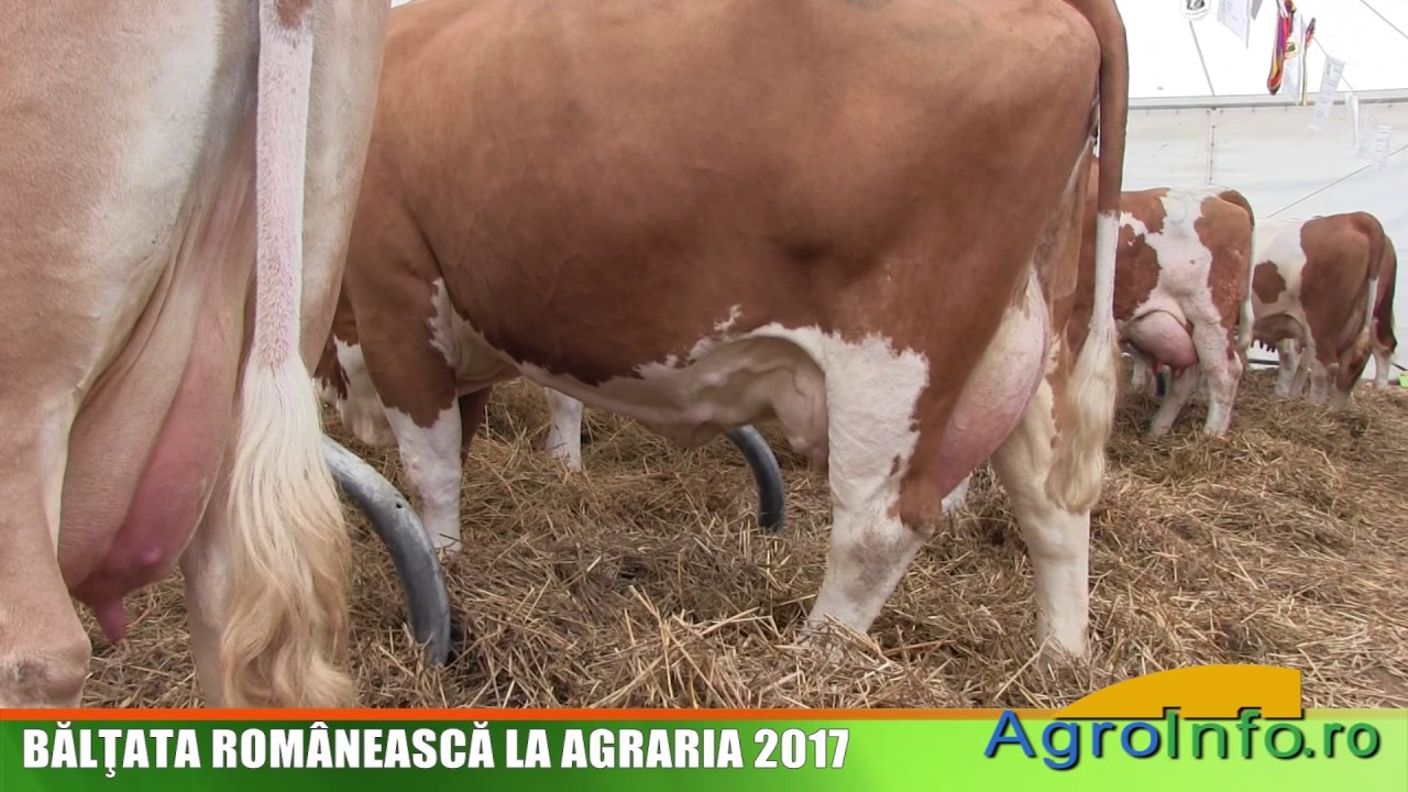 BĂLŢATA ROMÂNEASCĂ LA AGRARIA 2017