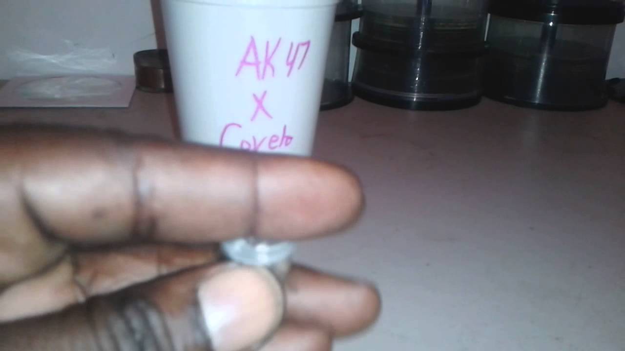 T.S.G - Psygen's AK47 X Covelo Sour Diesel Day 1