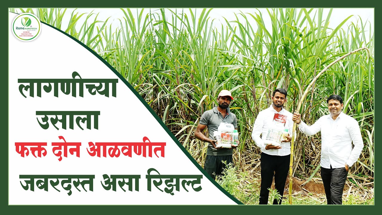 लागणीच्या उसाला फक्त दोन आळवणीत जबरदस्त असा रिझल्ट | Rama Agrotech