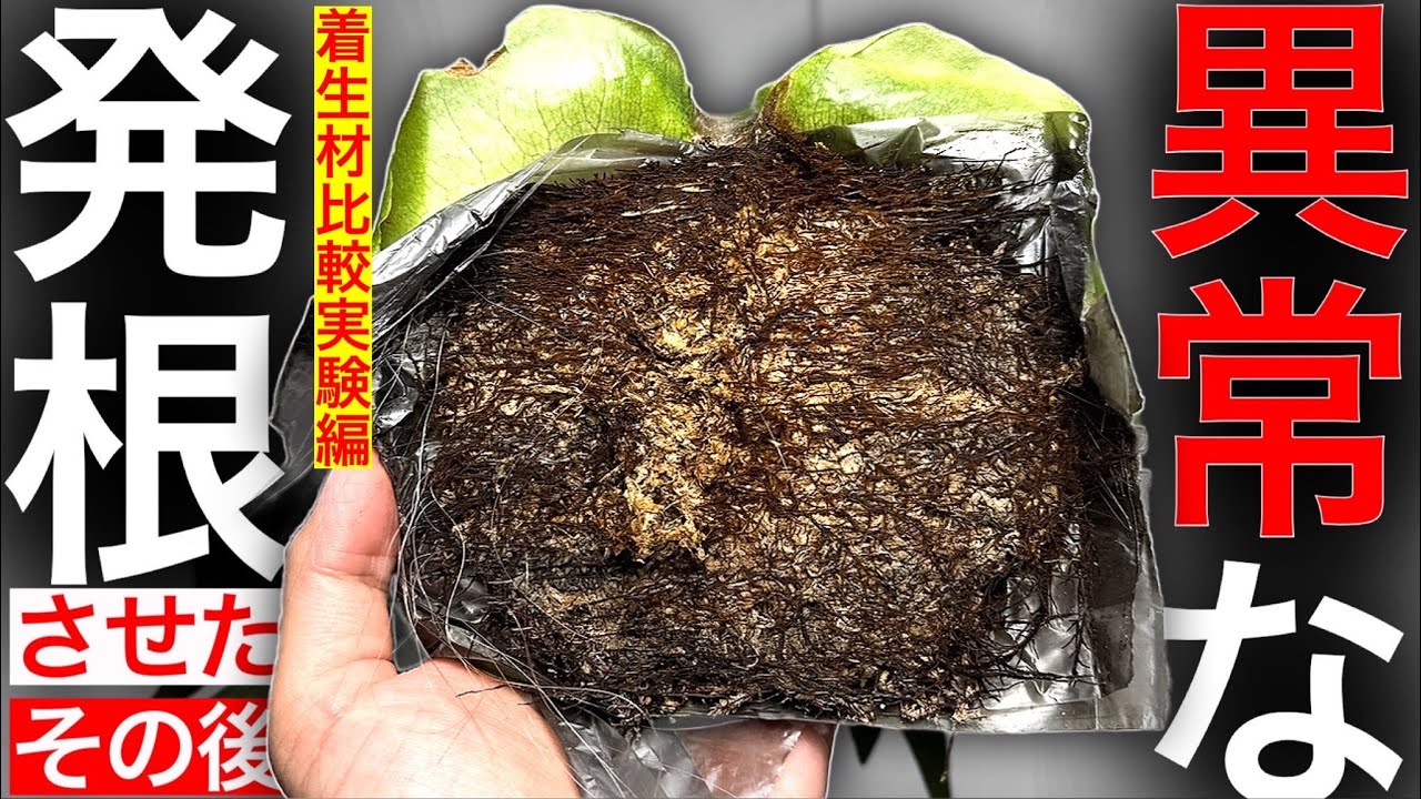 【注目】黒テープ発根後に気にするべき○○材のこと【ビカクシダ・コウモリラン】