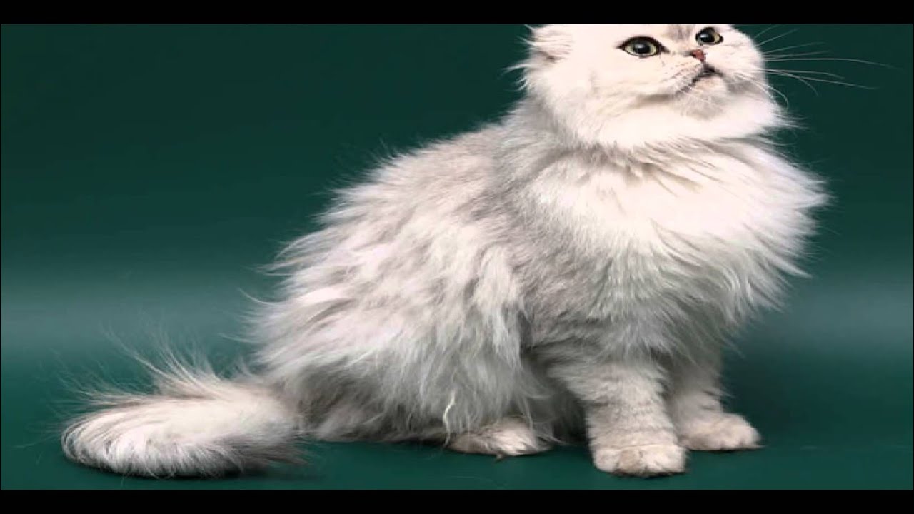 10 most cutest and fluffiest cats