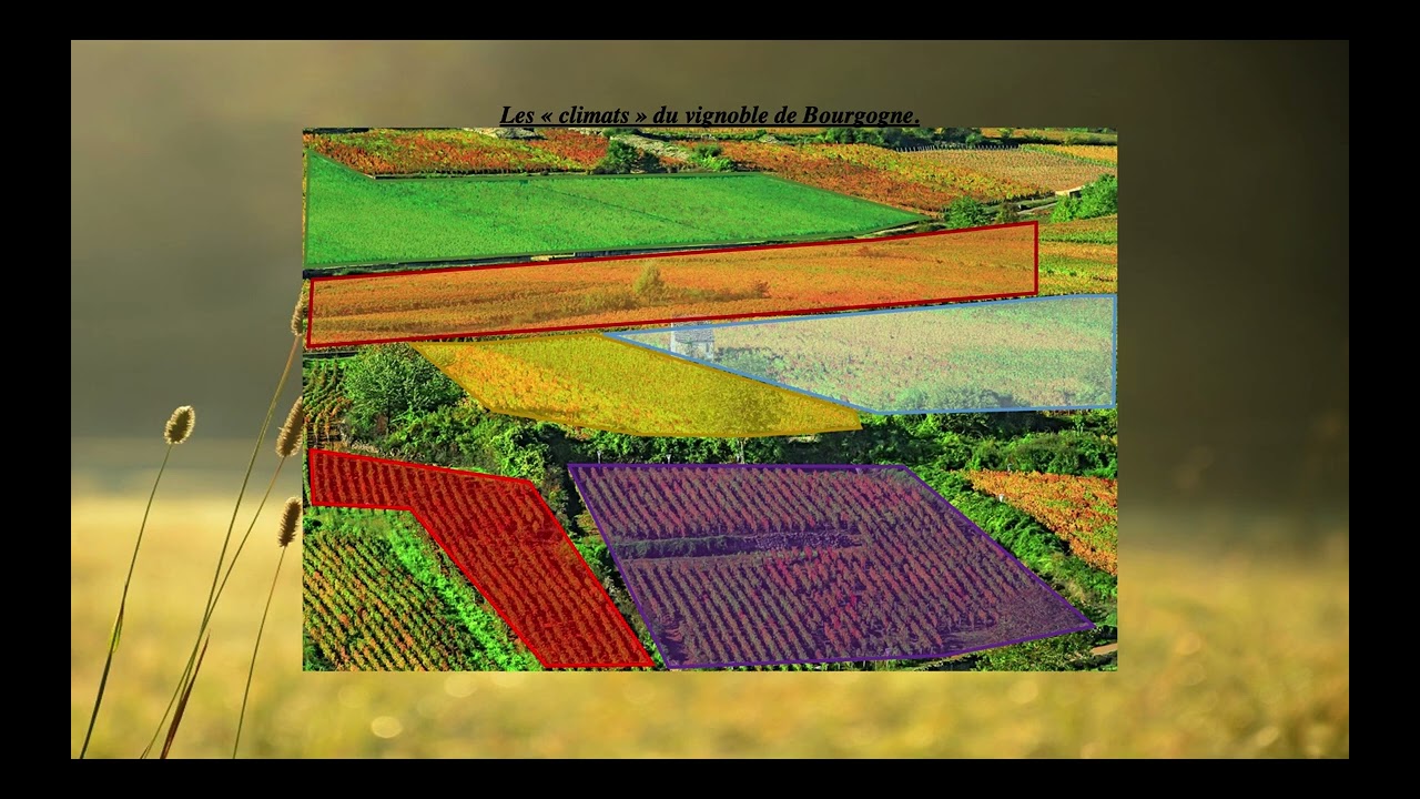 Capsule video   notion environnement