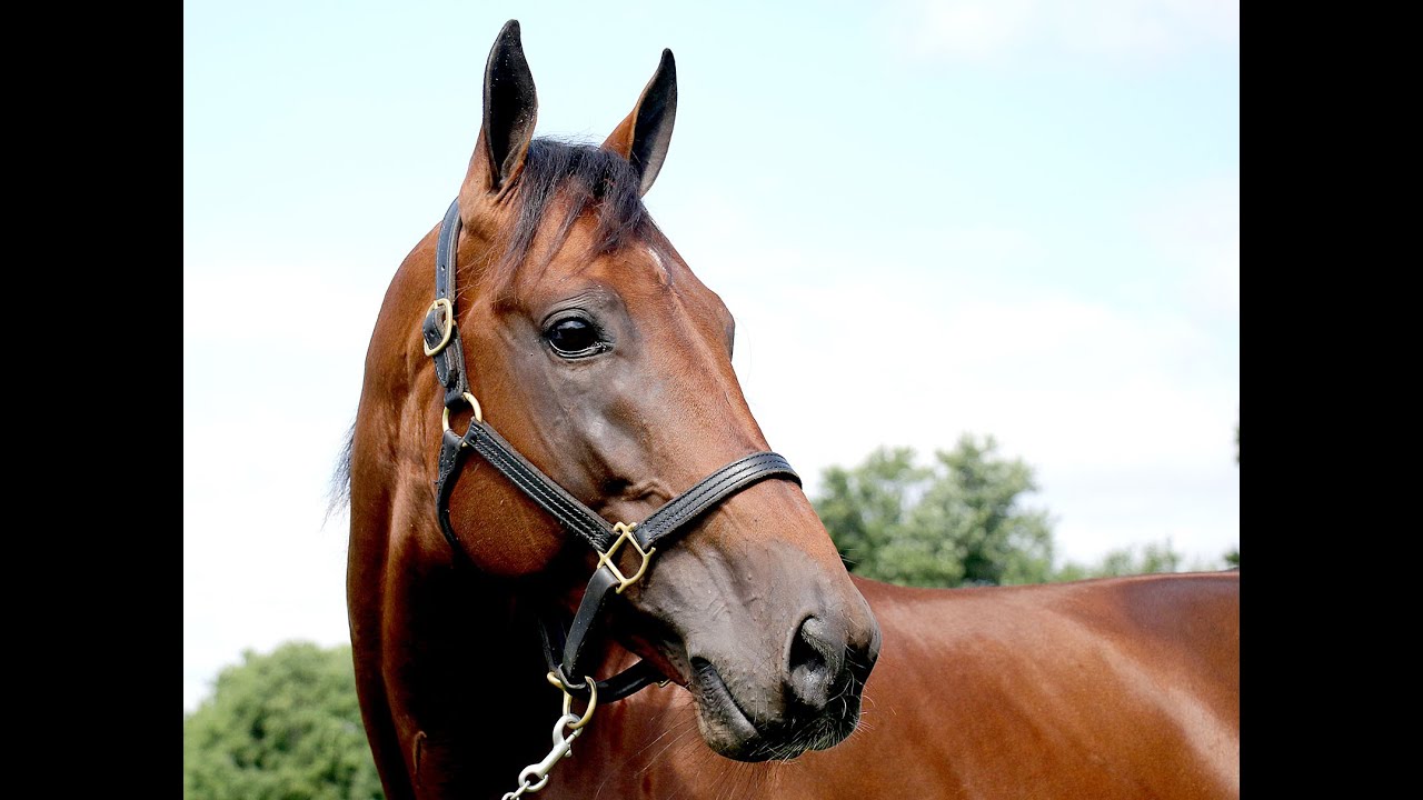 Meet Always B Miki -- Harness Racing's No. 1 Horse