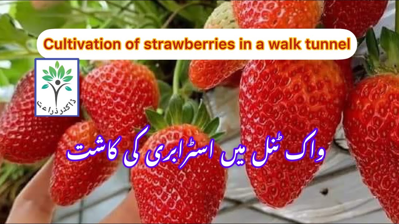Cultivation of strawberries in a walk tunnel #Strawberry farming in Pakistan
