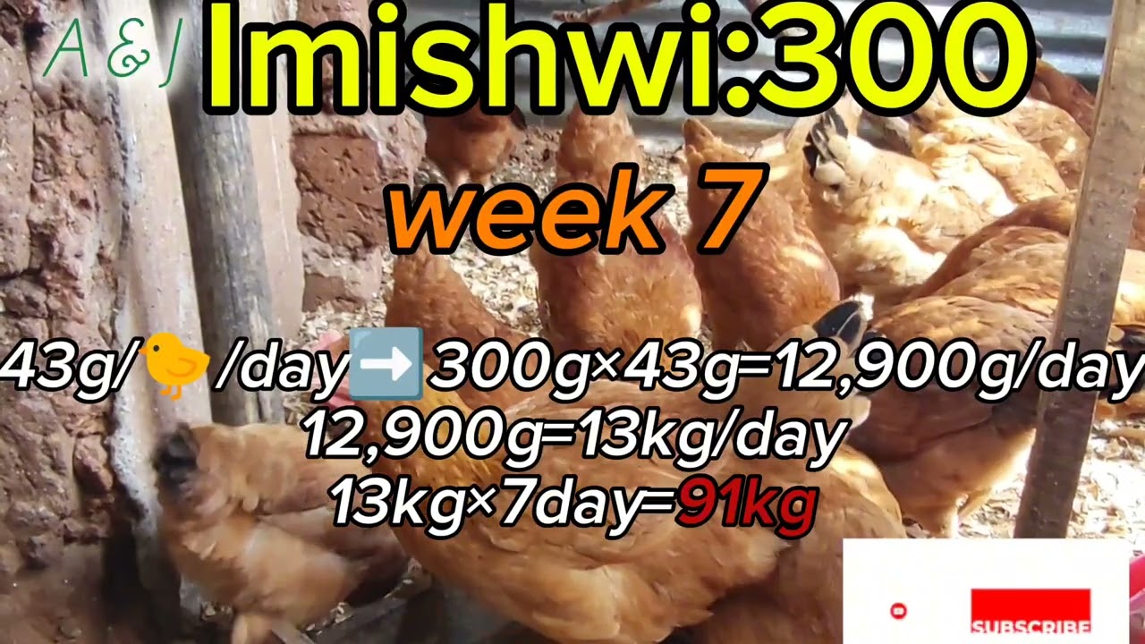 Mbere yo korora inkoko Reba iyi video@Eyesightshow