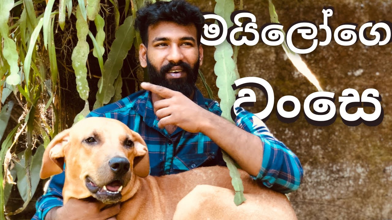 මයිලෝගෙ වංසෙ | Rhodesian Ridgeback | Experience with them | Kumu's Farm | Sri Lanka