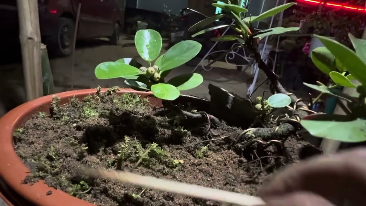 #Dwarf Ficus Microcarpa / #Ficus island /#ginseng / Bonsai