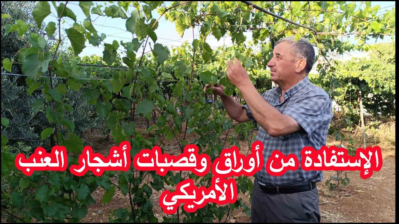 طريقة تربية شجيرات العنب الامريكي للاستفادة من اوراقها وقصباتها