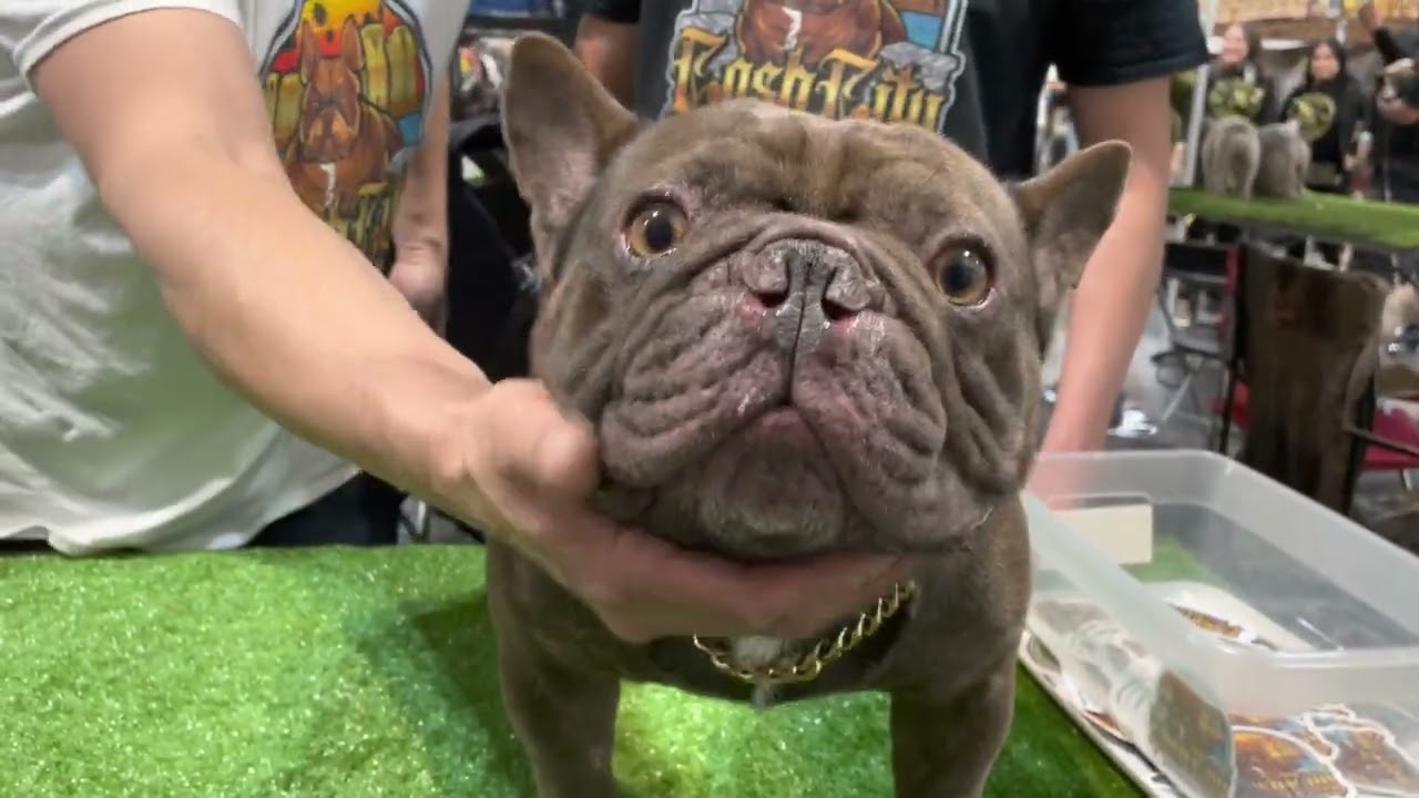 “Only FRENCHIES” Ontario,CALIFORNIA Dog show!! Grinchies!! Micros!! Fluffies & More! #frenchbulldog