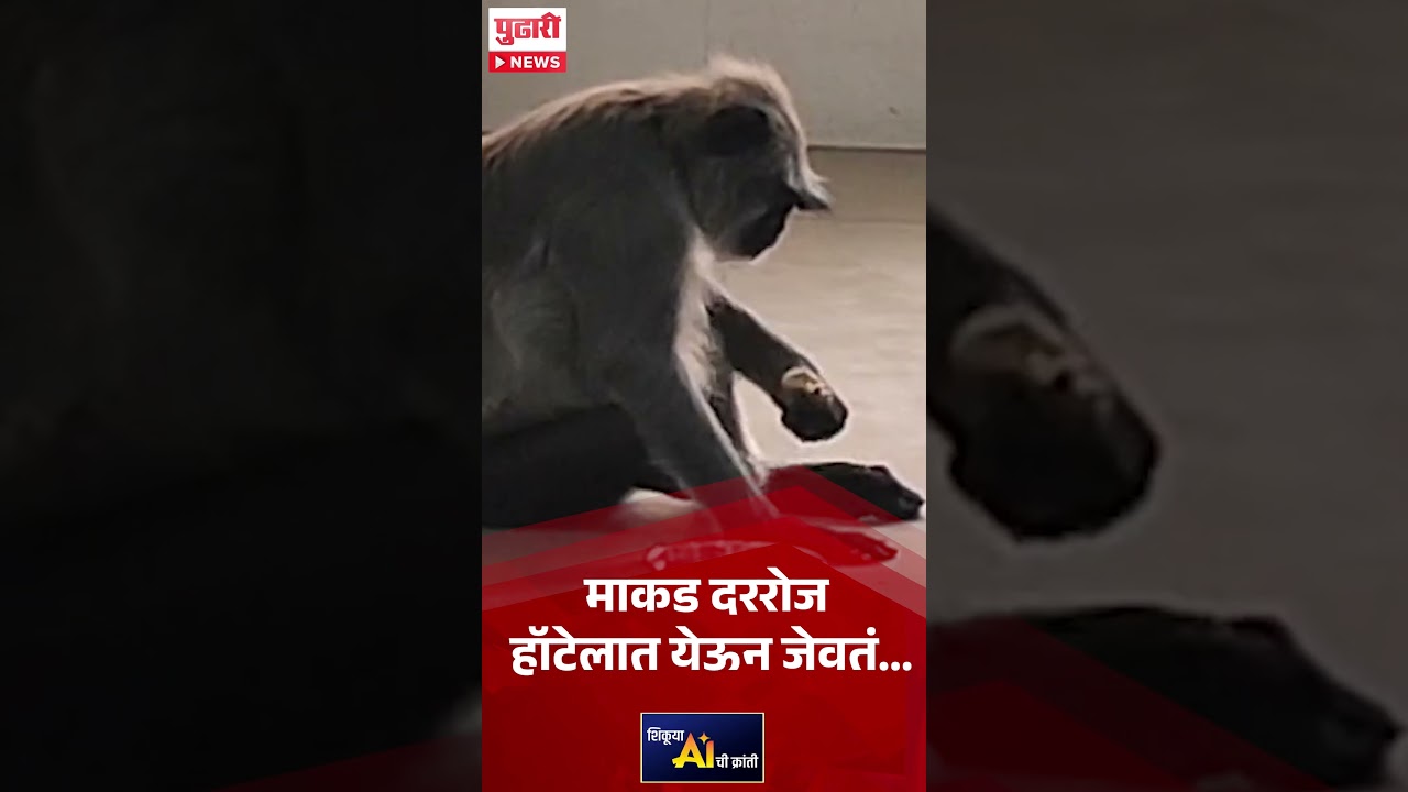 Pudhari News | माकड दररोज हॉटेलात येऊन जेवतं......#monkey #maharashtra #viralreel #hotel