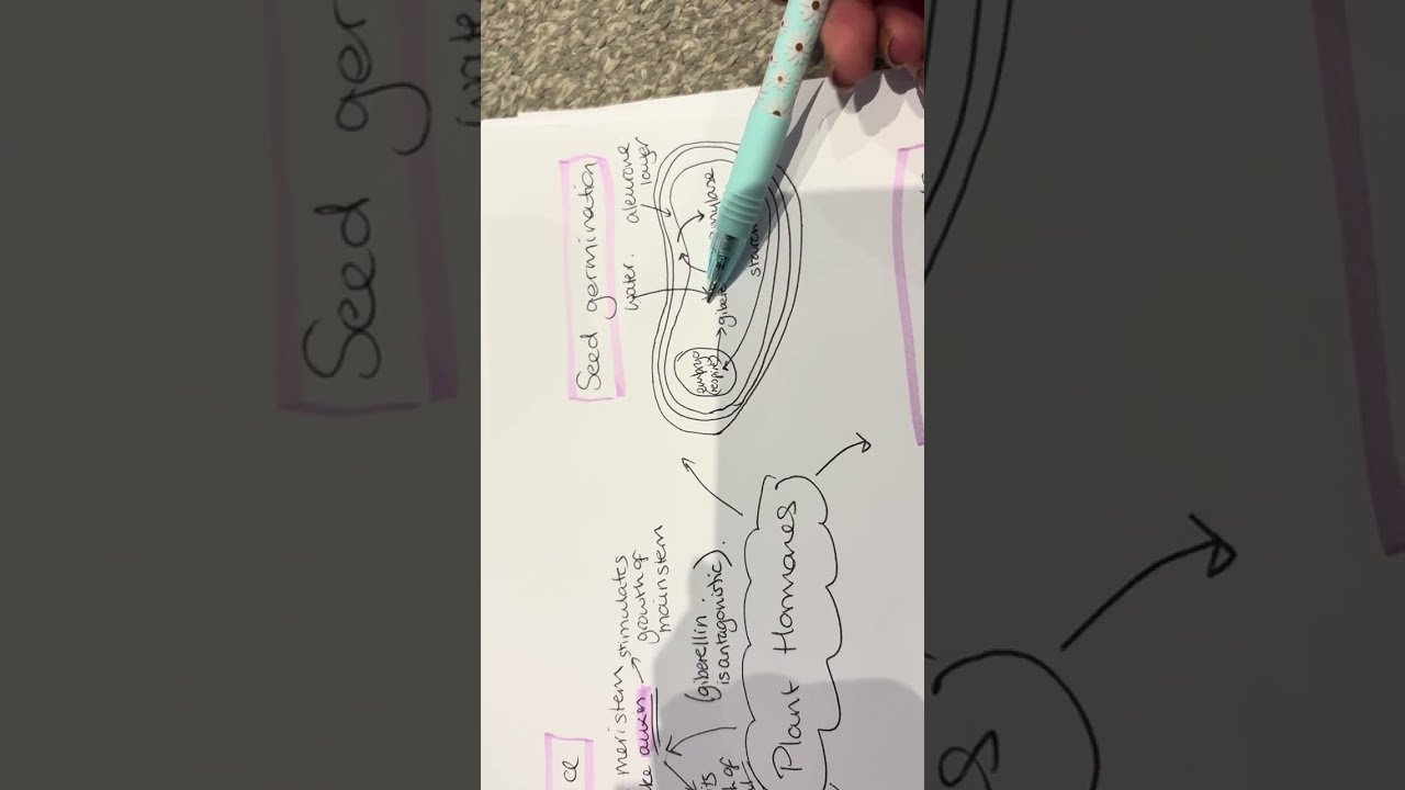OCR A level biology module 5 plant hormones