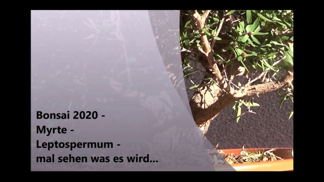 Bonsai 2020-32 - Myrte - Leptospermum - mal sehen was es wird...