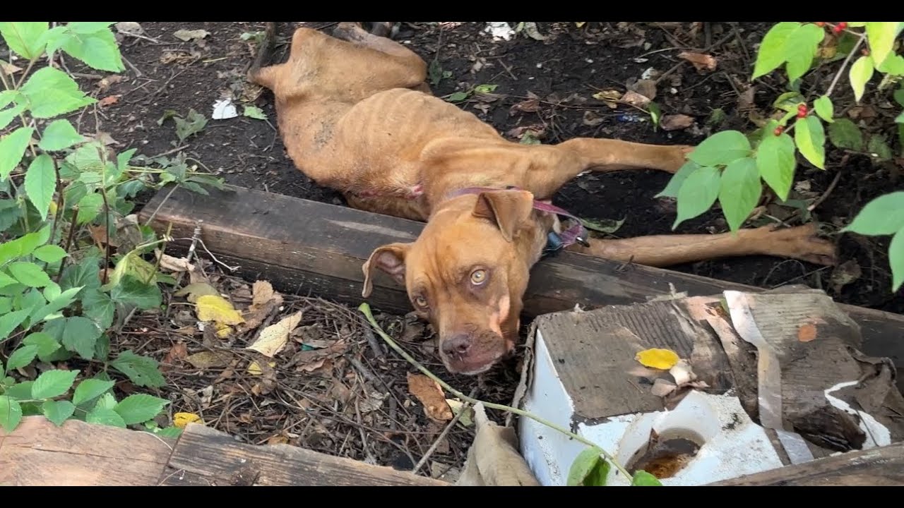 Halia's story matters - Stray Rescue of St.Louis