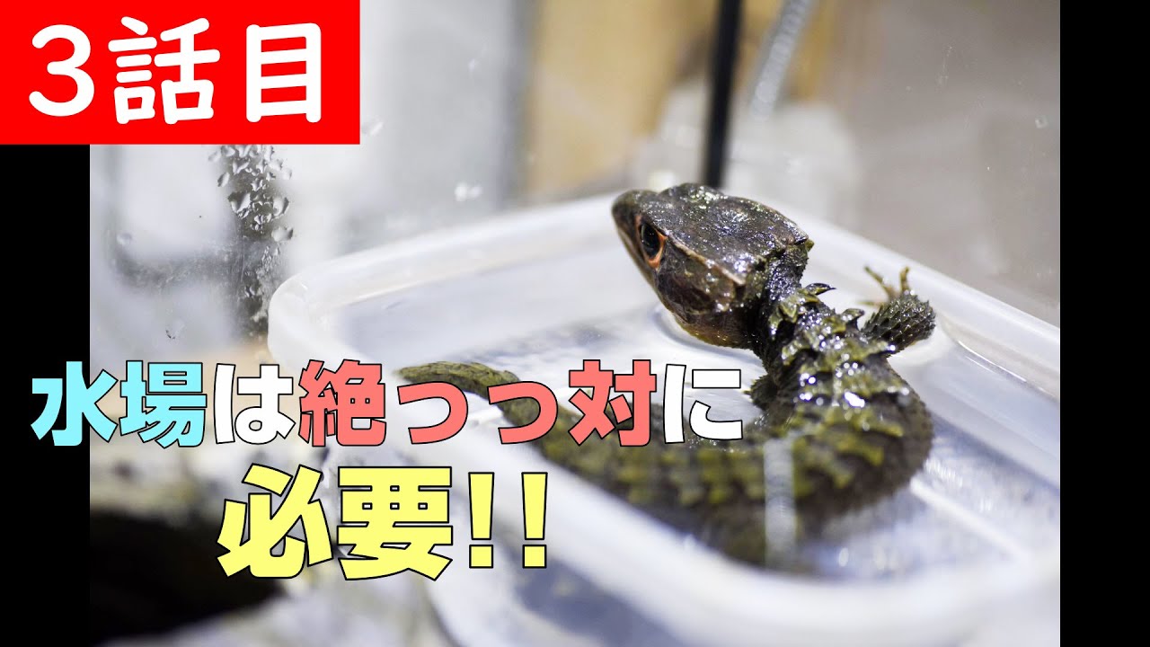【第８回】3/4「アカメカブトトカゲの飼育環境紹介！～シェルター・餌皿・水場 編～」