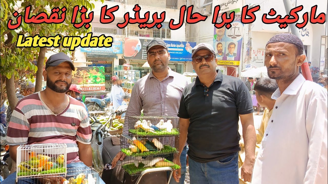 Market ka Bura hal //Breeder ka Bara Nuqsan Latest update 26-5-2024 Liyaqatabad Sunday Bird Market❣️