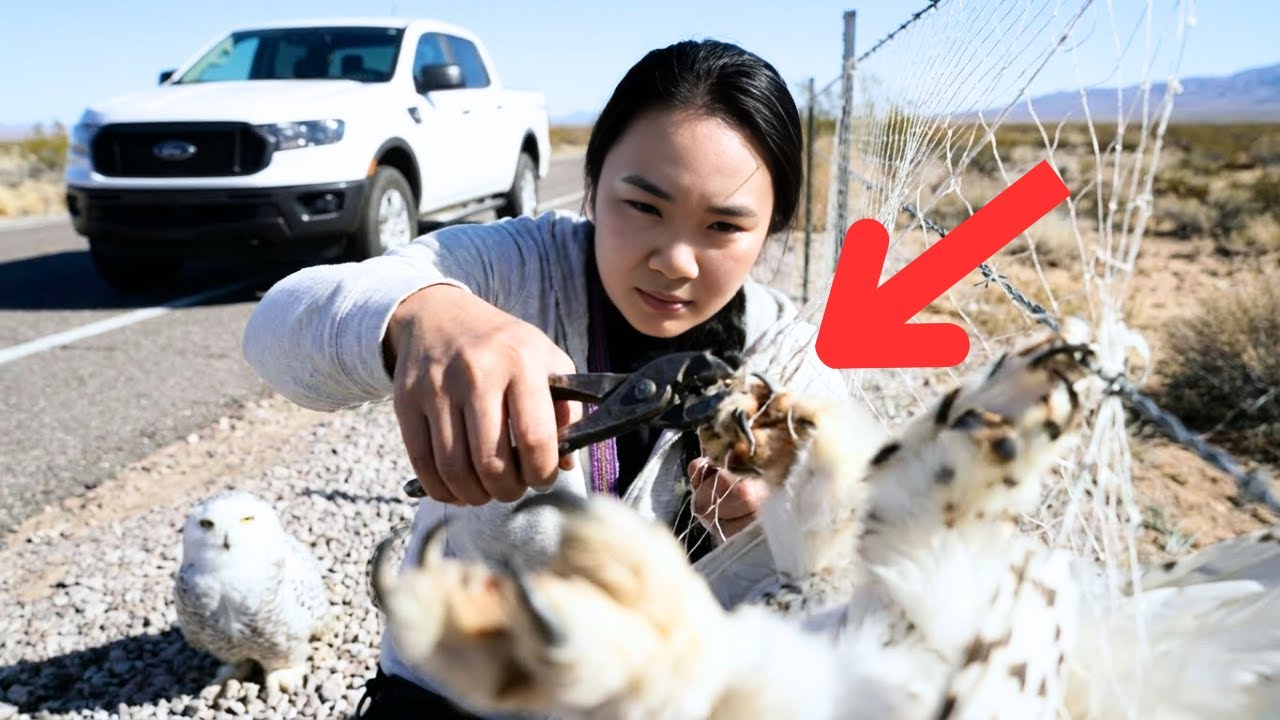 Tears Fell Watching the Baby Owl Beg to Save Her Mom | Ly Tu Tien Story