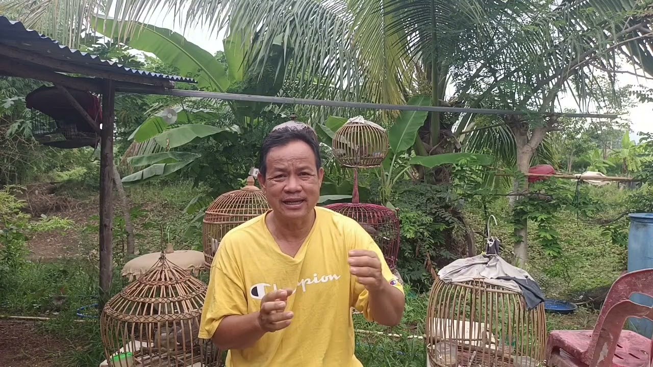 นกเขาใหญ่ โดนนกป่าตีในเพนียดจะหลบนกหรือไม่?