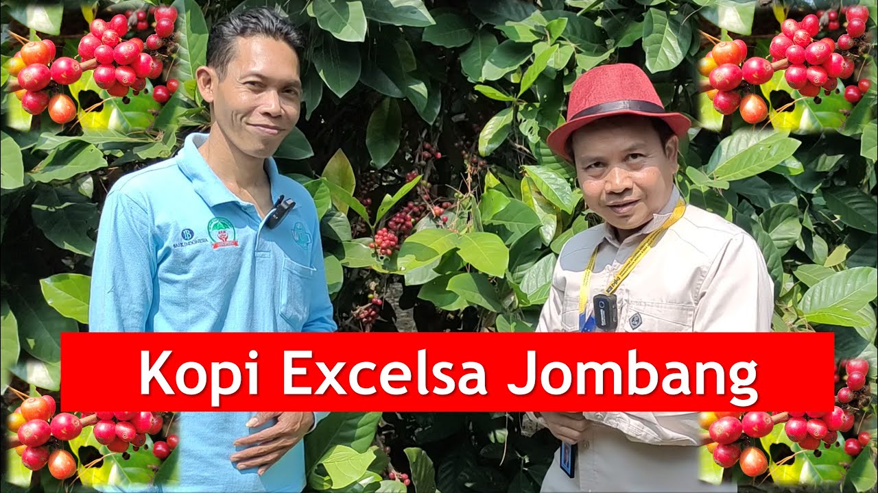 Ngobrol dengan Ketua MPIG Kopi Excelsa Jombang, Muhamad Edi Kuncoro: Kopi Excelsa Jombang