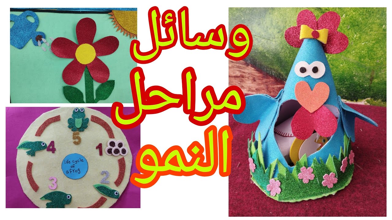 وسائل تعليمية متنوعه لنشاط مراحل النمو الدجاجة/النبات/الإنسان/الضفدع