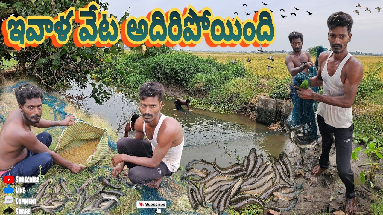 ఇవాళ వేట అదిరిపోయింది #fishing #fish #koramenu #hunting #village #penumudi #dryfish #cooking #prawns