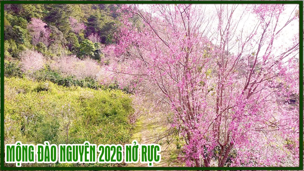 Đà Lạt hôm nay : Mộng đào nguyên 2026 rực hồng, bông nở sớm trước Tết