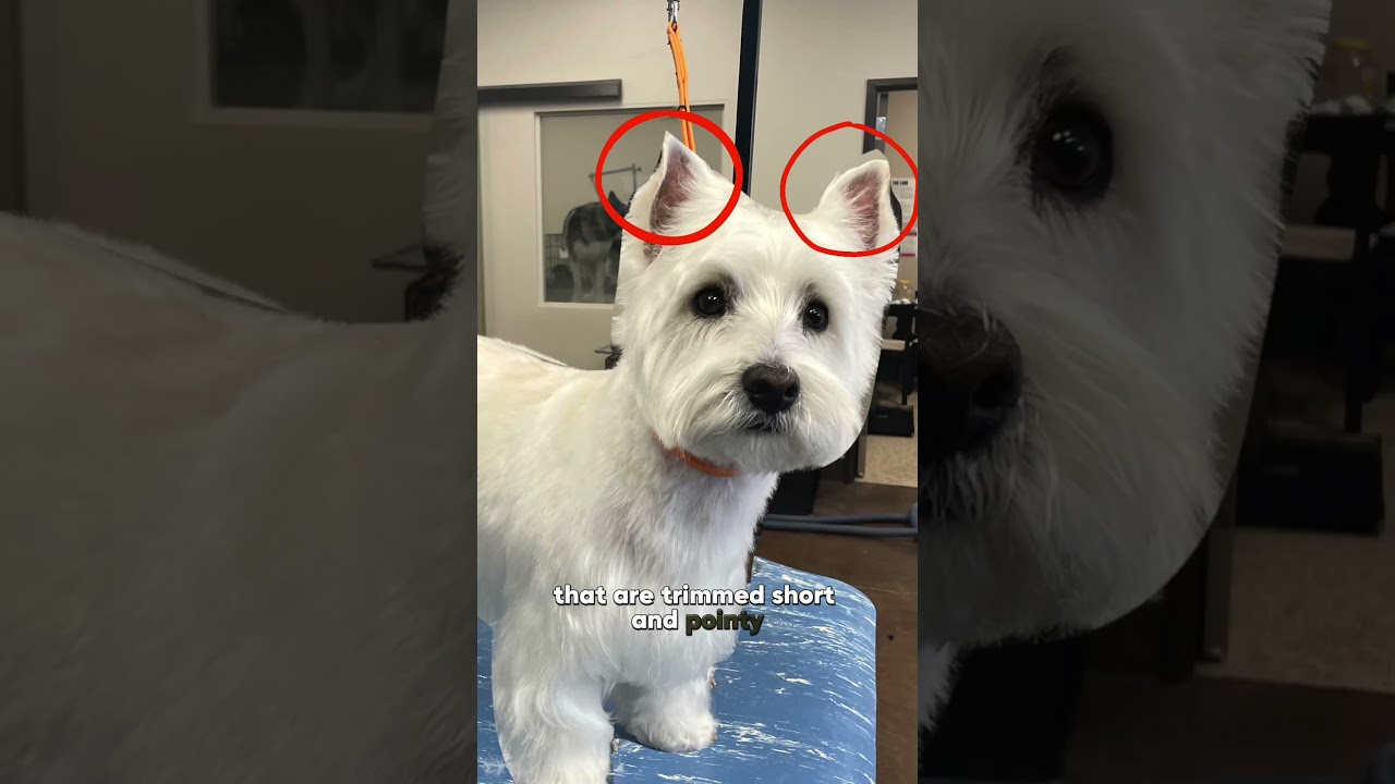 5 sekret&oacute;w idealnej fryzury dla szczeniaka Westie ❤️🐾