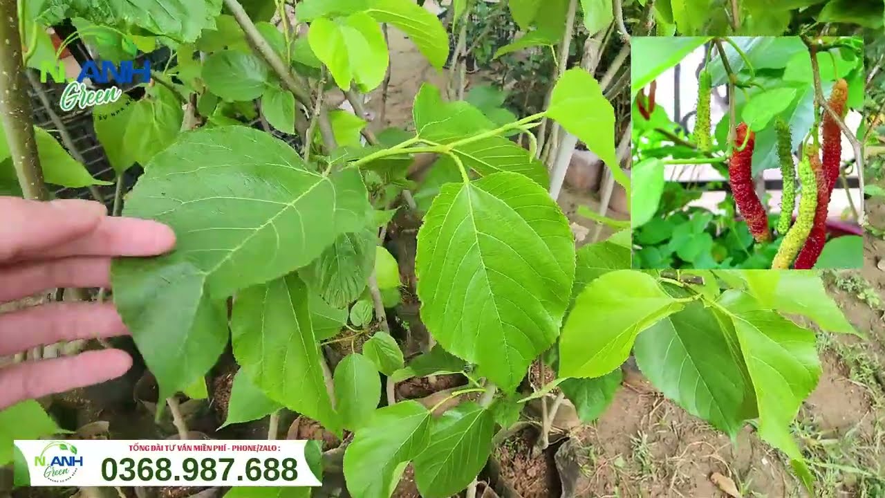 Báo giá lô Dâu Đài Loan quả dài đang trĩu trái - Cây giống chuẩn, trồng chậu cực sai.