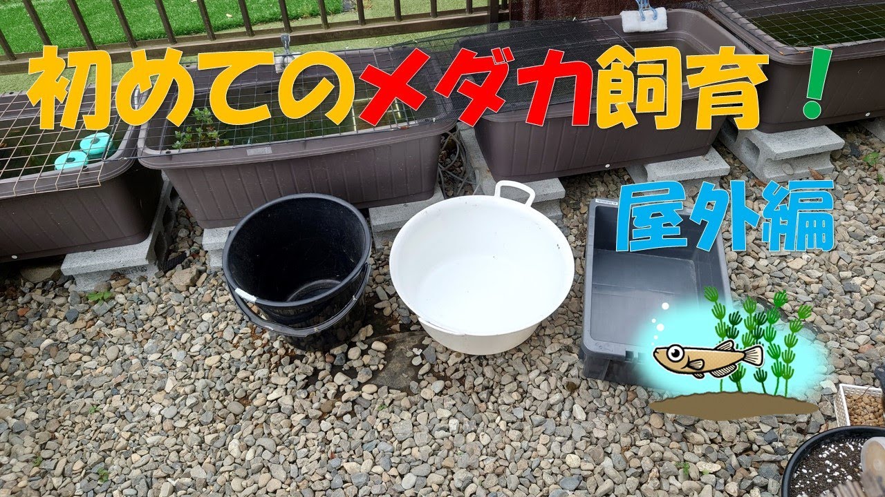 【メダカ】初めてのメダカ飼育！　屋外編　　　　　　　　　　　　　　　#メダ活 #メダカ初心者 #メダカ掬い